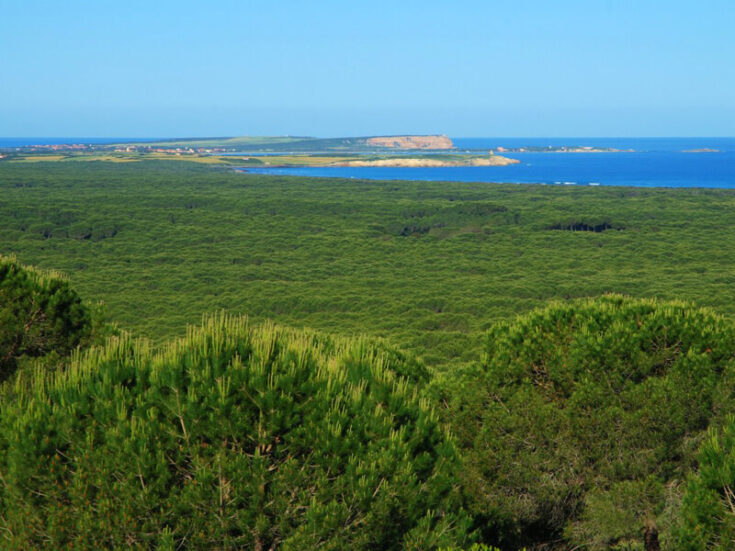 Pineta-di-Is-Arenas