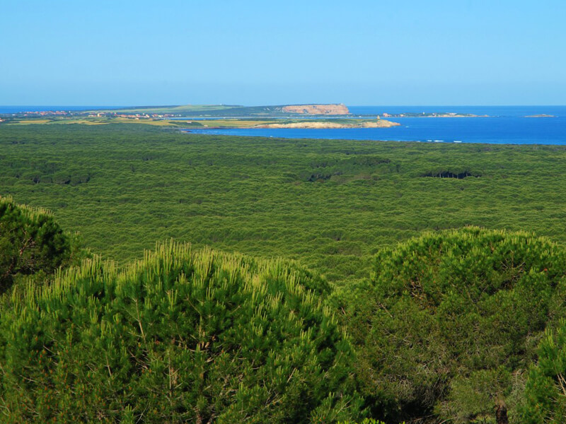 Pineta-di-Is-Arenas